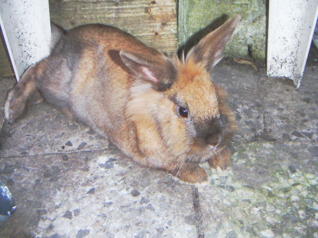 My other rabbit, Trunks!