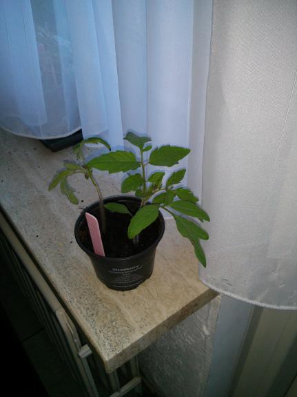 plant!