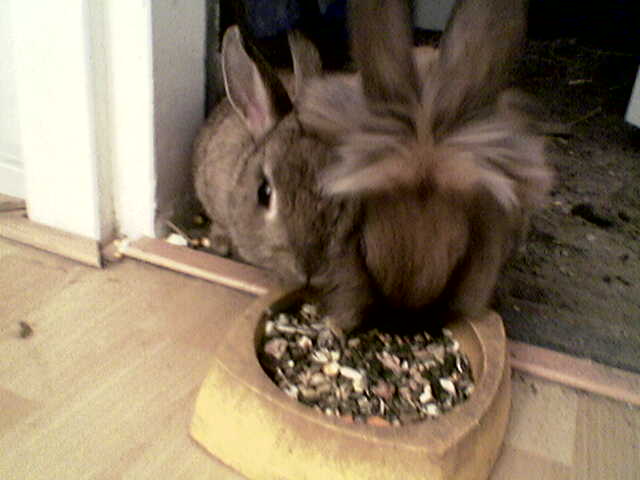 Sweet (L)